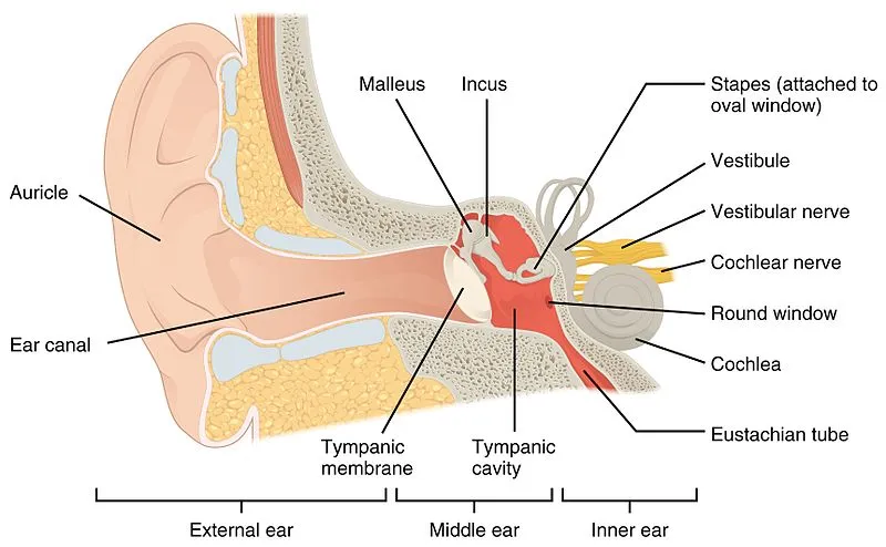 Anatomical diagram of the ear labelling the outer, middle and inner ear structures
